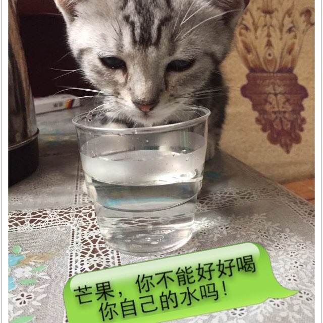 哪里可以制作艾尔比奥学院学位证